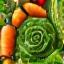Fresh local produce